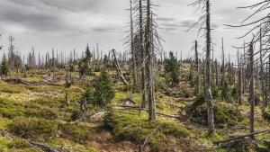 Read more about the article Timelaps-Video von Google Earth zeigt weltweites Waldsterben
